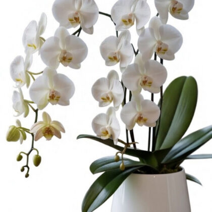 Orchidea Phalaenopsis
