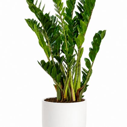 Zamioculcas