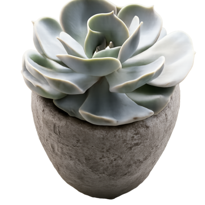 Succulent
