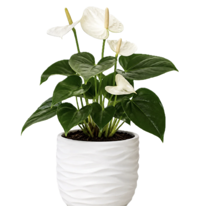 Anthurium  Flamingo white